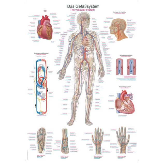 Erler-Zimmer Poster _x0084_Le système vasculaire_x0093_