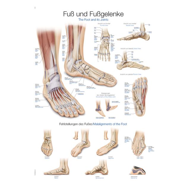 Erler-Zimmer Poster Le pied et ses articulations