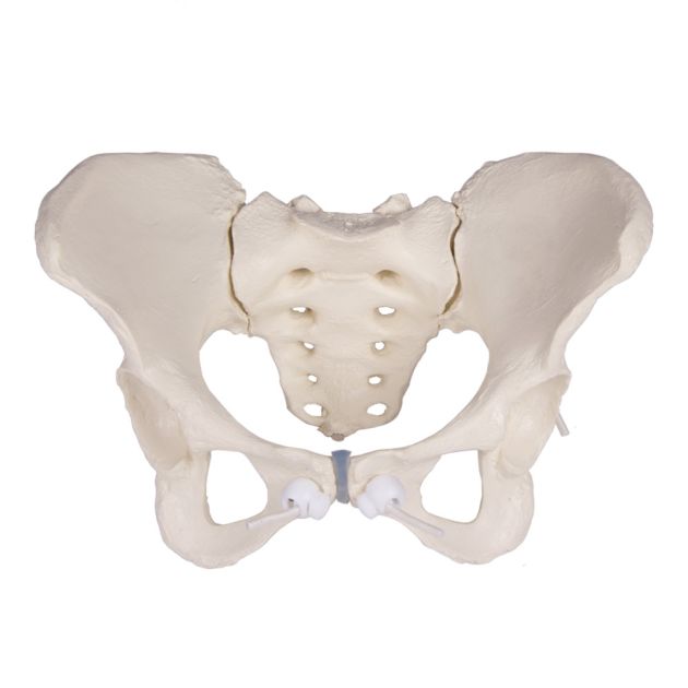 Pelvis Féminin Flexible