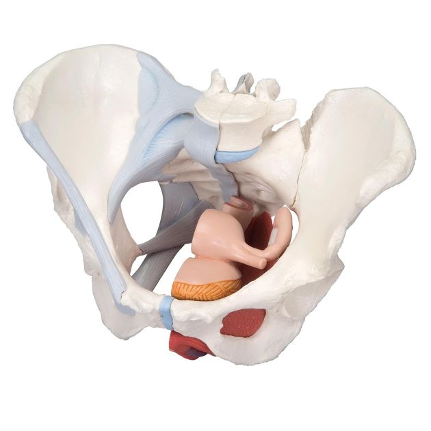 Female Pelvis with Ligaments Muscles and Organs