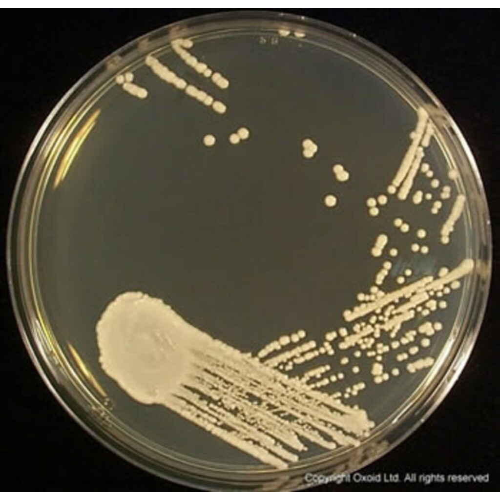 SABOURAUD 4% CHLORAMPHENICOL DEXTROSE AGAR – 20x90MM