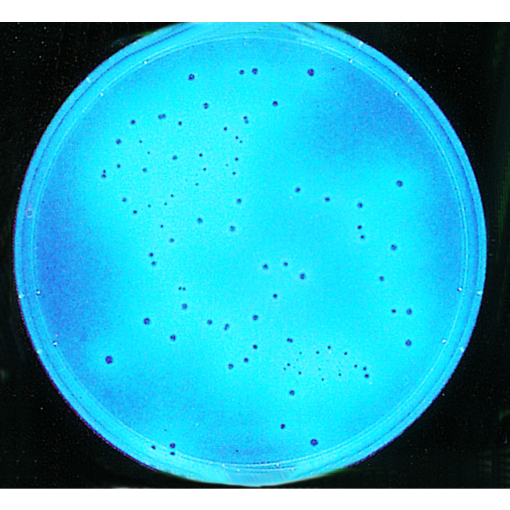 TSC GELOSE BASE MERCK 11972-500G