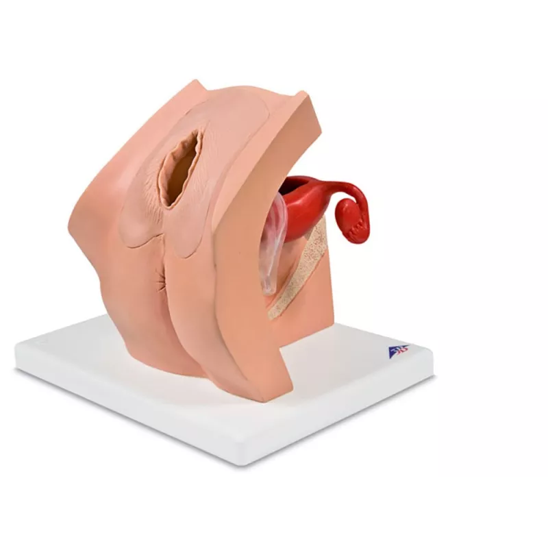 MODÈLE GYNÉCOLOGIQUE D’EXPLICATION AUX PATIENTS