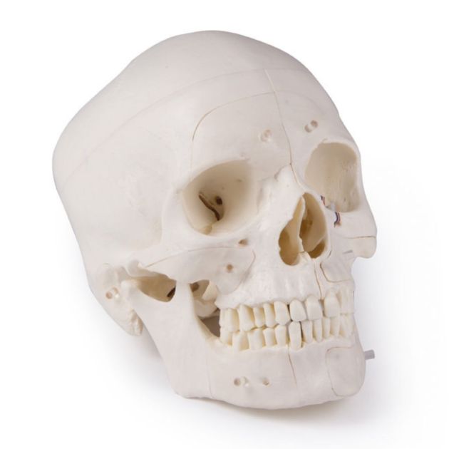 Deluxe demonstration skull; 14-part; for advanced studies